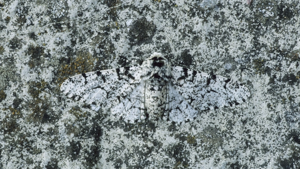 Foto/imagem de animal camuflado