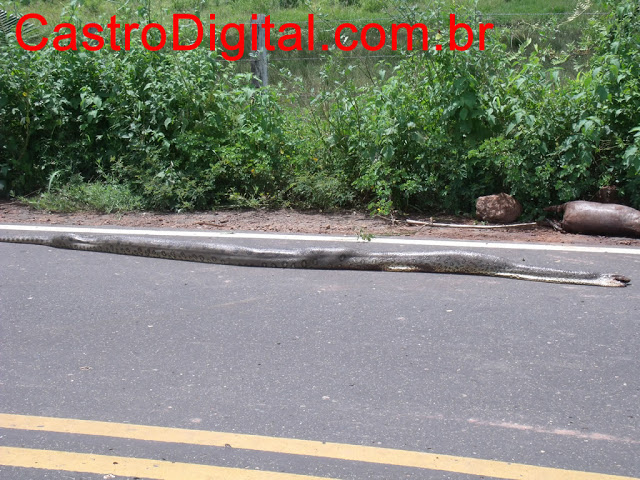 IMAGEM - Cobra sucuri de cerca de 3 metros na rodovia MA-122