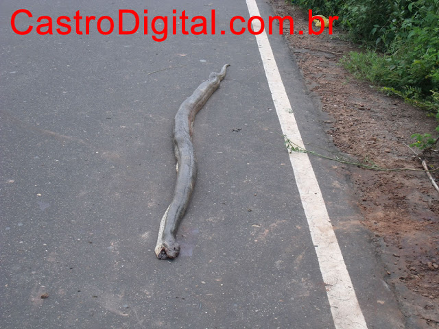 IMAGEM - Cobra sucuri de cerca de 3 metros na rodovia MA-122
