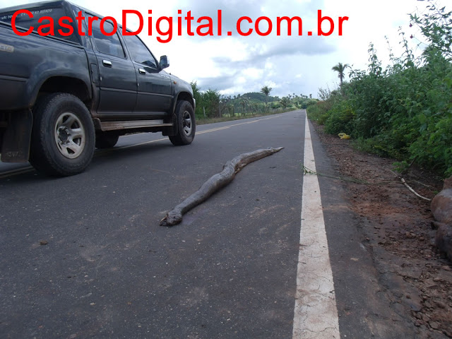 IMAGEM - Cobra sucuri de cerca de 3 metros na rodovia MA-122
